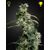 Arjan's Ultra Haze 2, Фасовка: 1